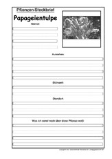 Pflanzensteckbrief-Papageientulpe-SW.pdf